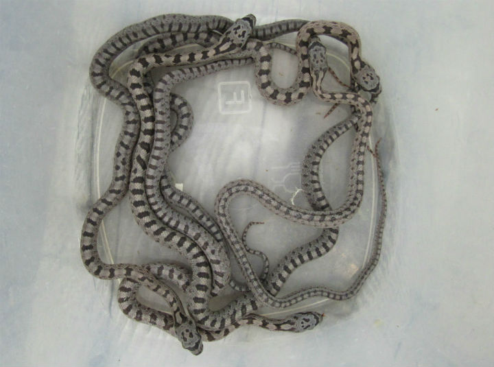 Baird's Rat Snakes